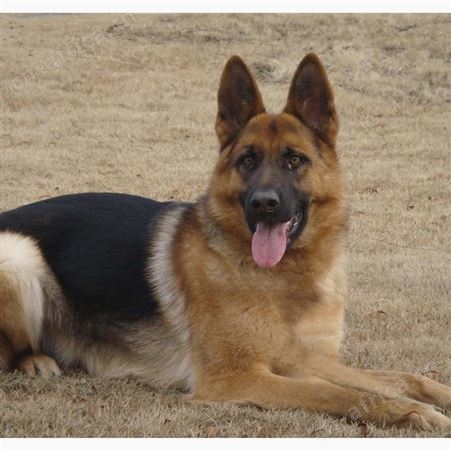 长期供应德国牧羊犬 纯种德牧幼犬 抗病能力强 饲养简单