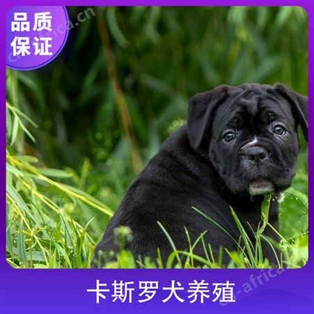 卡斯罗犬养殖 公母均有 品种卡斯罗 体长70-73cm