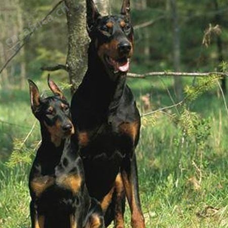 常年养殖大体型杜宾犬 杜宾幼犬 立耳护卫犬 已做免疫驱虫