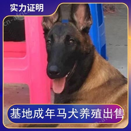 基地成年马犬养殖出售 公母均有 规格幼犬 品种马犬