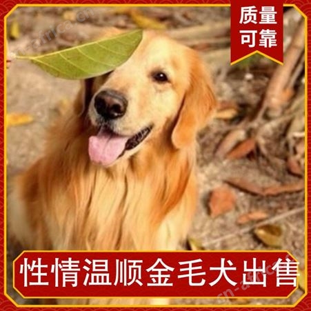 性情温顺金毛犬出售 成活率95 公母均有 产子率95