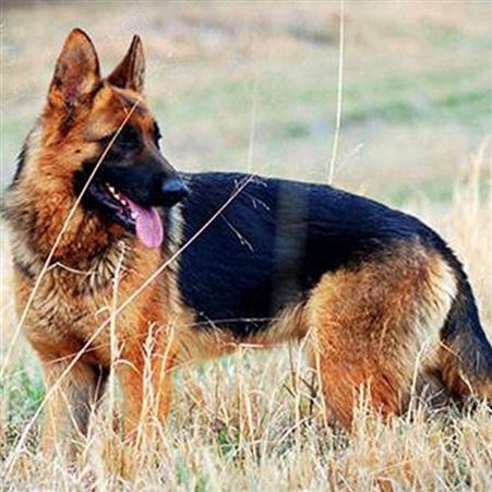 脱温散养德国牧羊犬 大型工作犬 看家护院 提供技术指导