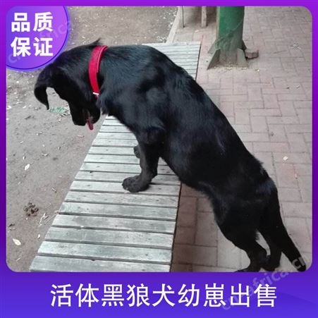 活体黑狼犬幼崽出售 狗狗品种黑狼犬 颜色黑色 狗狗性别公母均有