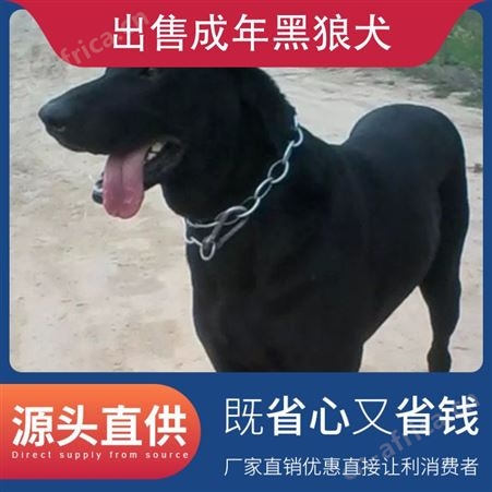 出售成年黑狼犬 公母均有 免疫驱虫已做完 毛色黑色