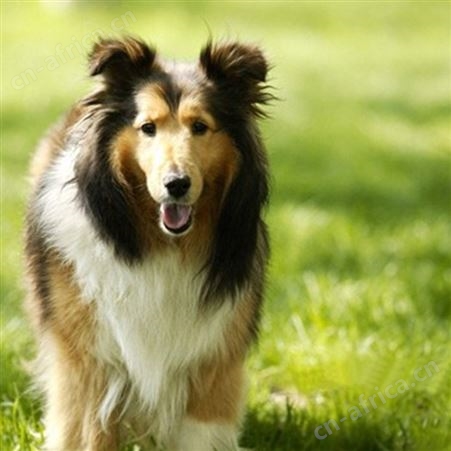 农家供应纯种德国牧羊犬 散养德牧幼犬 科学养殖 饲养体系完善