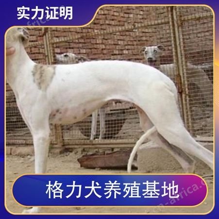 格力犬养殖基地 公母均有 体长100cm 胸围37cm 管围48cm