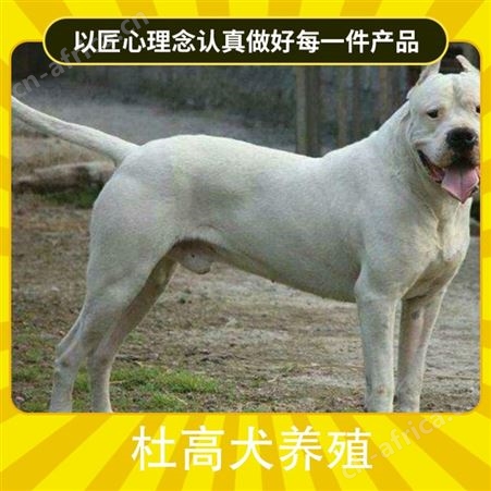 杜高犬养殖场 品种犬 性别公母 年龄2-5个月