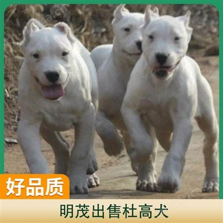明茂出售杜高犬 体重25kg 品种杜高犬 服务提供技术指导