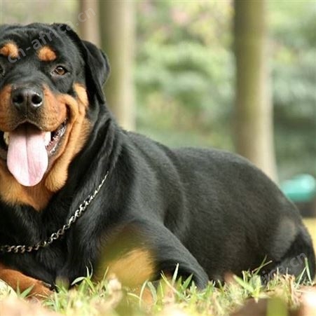 长期供应工作犬活体罗威纳 抗病能力强 好养易活