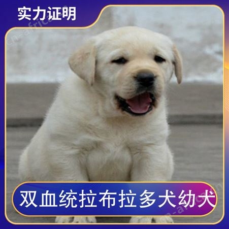 双血统拉布拉多犬幼犬 颜色黄 白 黑 毛长短毛 血统双血统