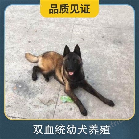 双血统幼犬养殖 品种卡斯罗犬 胸围40cm 体长96cm