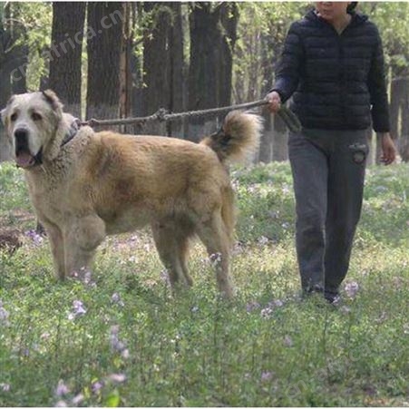 中亚牧羊犬养殖基地 纯种宠物幼犬 提供技术指导 好养易活