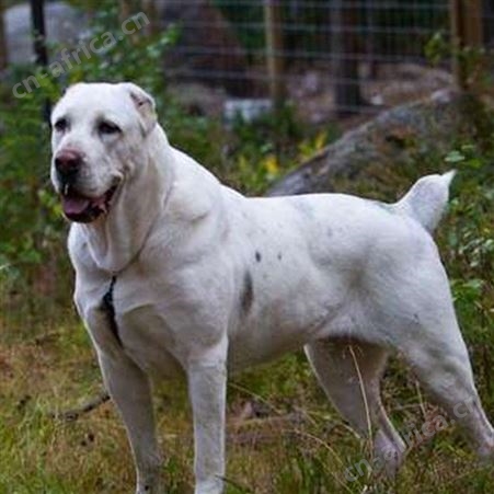 科学养殖成年宠物中亚牧羊犬 体型高大 采食性广 耐粗饲