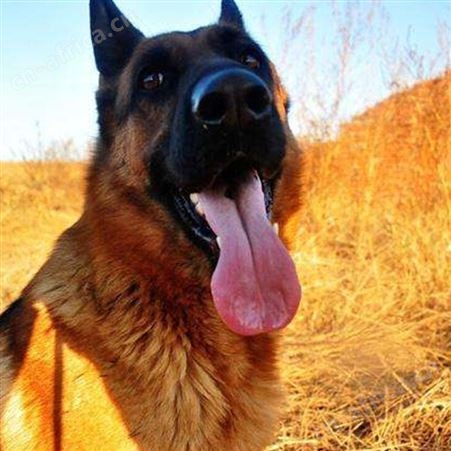 脱温散养德国牧羊犬 大型工作犬 看家护院 提供技术指导