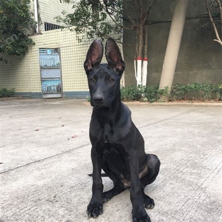 大骨架八个月黑狼犬 大型双血统护卫犬 采食性广 耐粗饲