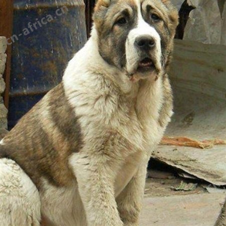 圈养中亚牧羊犬 成年宠物犬大型养殖 饲养简单 视频挑选