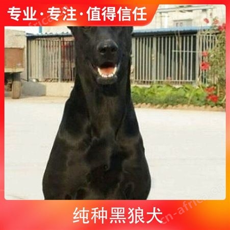 纯种黑狼犬的价位 公母均有 品种黑狼犬 品类犬类