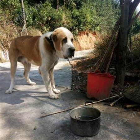 散养大型中亚牧羊犬 成年宠物犬 生长速度快 已做免疫驱虫
