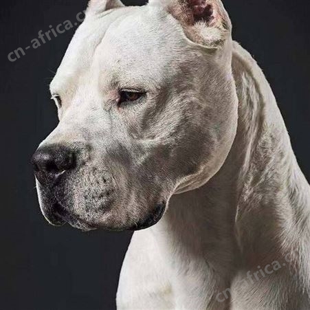 杜高犬 大体型供应宠物幼犬 性情温顺 行动敏捷 适应性强