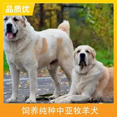 饲养纯种中亚牧羊犬 公母均有 运输物流 胸围52cm