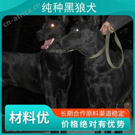 纯种黑狼犬的价位 公母均有 品种黑狼犬 品类犬类