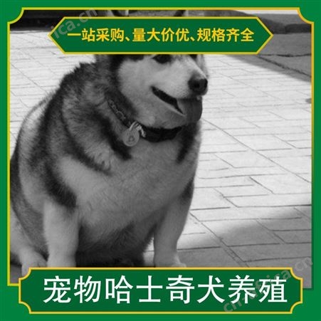 宠物哈士奇犬养殖 品种哈士奇犬 肩高51-56cm 服务提供养殖技术指导