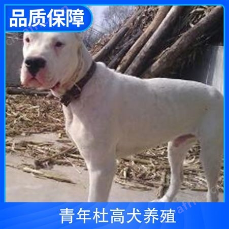 青年杜高犬养殖 公母均有 体重22kg 胸围18cm 免疫驱虫已做完