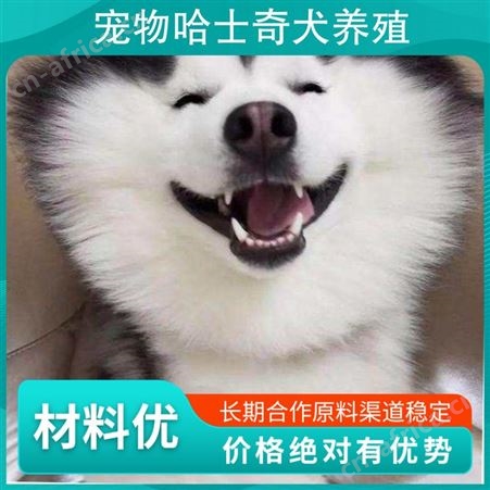 宠物哈士奇犬养殖 品种哈士奇犬 肩高51-56cm 服务提供养殖技术指导