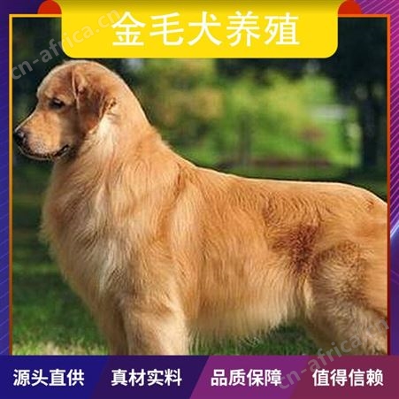 金毛犬养殖视频 品种金毛犬 运输方式物流运输 被毛长短2cm