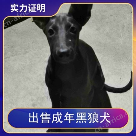 出售成年黑狼犬 公母均有 免疫驱虫已做完 毛色黑色