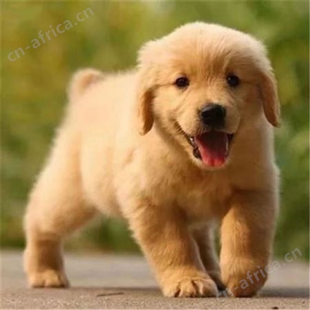 散养宠物金毛犬 金毛宠物狗 巡回导盲犬 体格好 聪明温顺 明茂