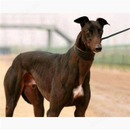 大型格力犬 出售宠物护卫犬 健康活体性情温顺易饲养