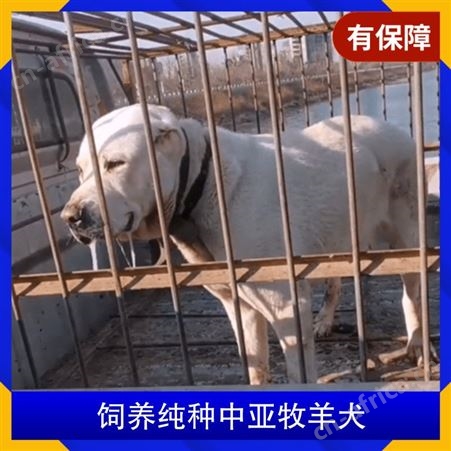 饲养纯种中亚牧羊犬 公母均有 运输物流 胸围52cm