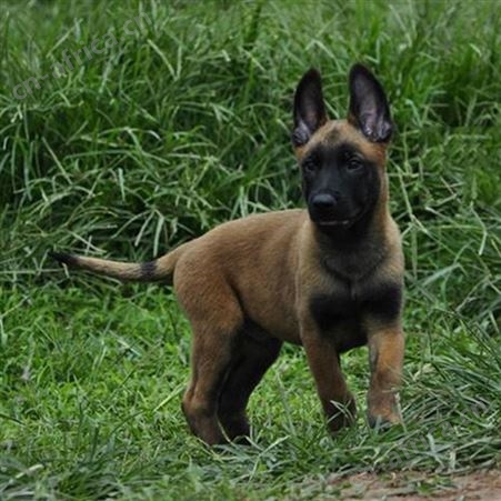 纯种马犬养殖基地 自然立耳 看家护院 明茂养殖场