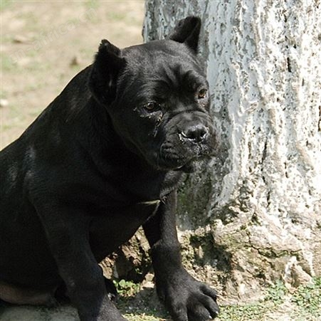 卡斯罗犬 护卫犬 工作犬 威武霸气好养活可视频挑选