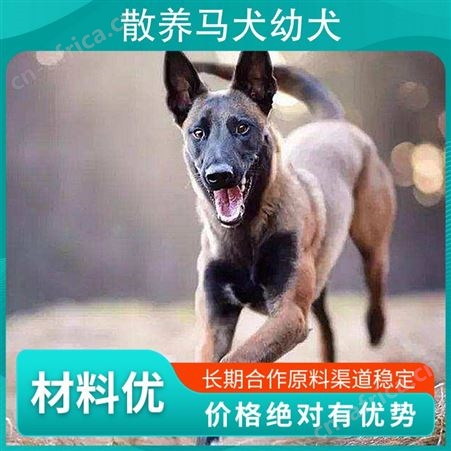 散养马犬幼犬 品种马犬 性别公母 免疫驱虫已做完