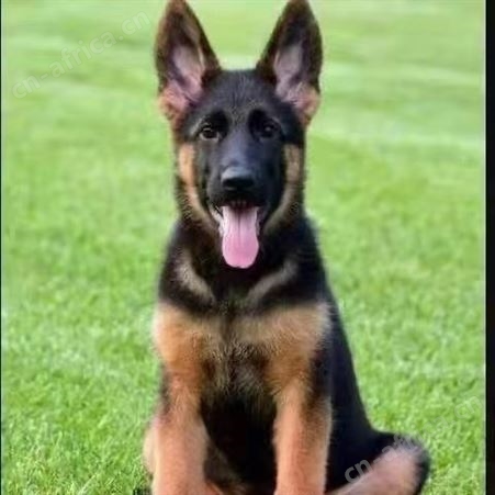 德国牧羊犬 护卫犬 体型健壮 机警过人 适应能力强 生长快