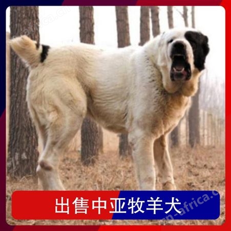 出售中亚牧羊犬出售 颜色白色 服务提供技术指导