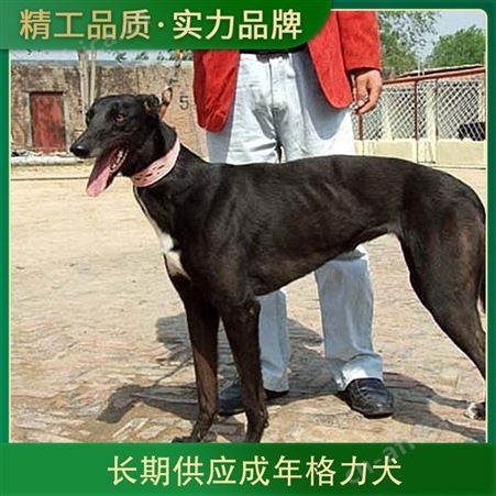 长期供应成年格力犬 肩高60cm 体长100cm 公母均有