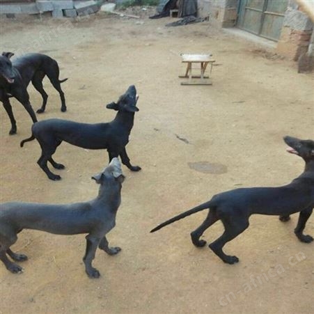 成年格力犬育肥养殖 体型健壮 好养易活 双血统