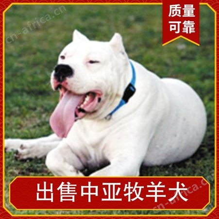 出售中亚牧羊犬出售 颜色白色 服务提供技术指导