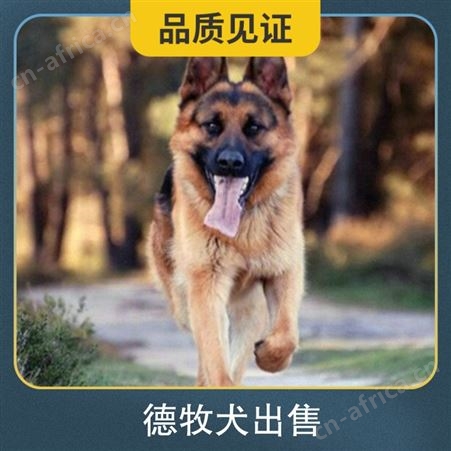 有没有德牧犬出售 品种德国牧羊犬 别名黑背 颜色黄褐色 黑色