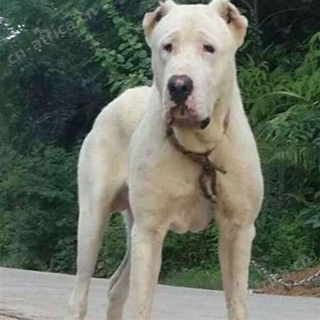 活体散养中亚牧羊犬 被毛光滑柔软 抗病能力强 饲养简单 明茂