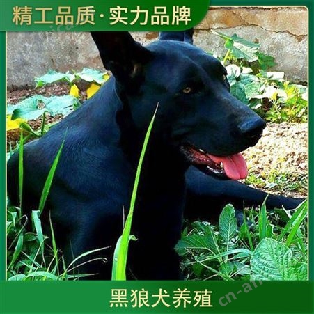 黑狼犬养殖基地出售纯种黑狼犬 规格大型 毛色黑色