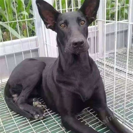 农家养殖改良黑狼犬 双血统立耳幼犬 适应能力强 体型高大