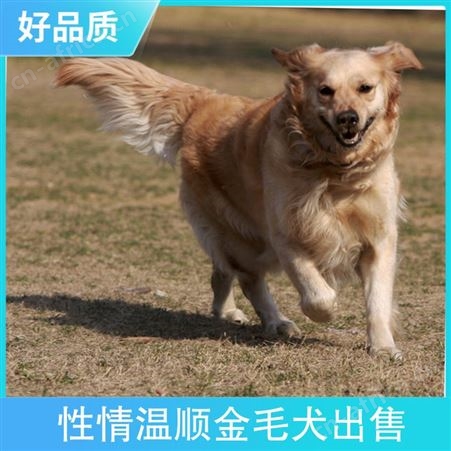 性情温顺金毛犬出售 成活率95 公母均有 产子率95