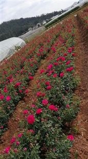 李红昆苗木食用玫瑰花苗 四季开花绿化工程 乡村建设园林绿化苗木