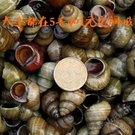 田螺微山湖精选活体清水螺蛳石螺淡水新鲜现捕发蜗牛包活直销品质好