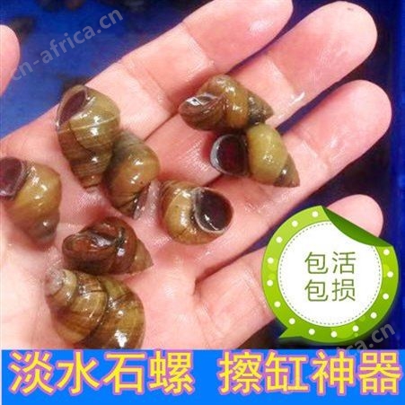 淡水石螺活体田螺鱼缸清洁水蜗牛淡水冷水原生水族宠物除藻观赏螺