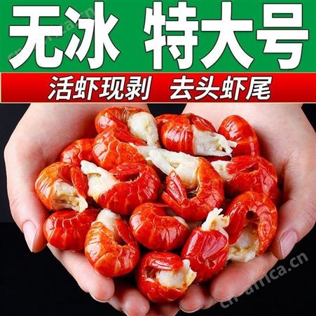 美国进口电子天平